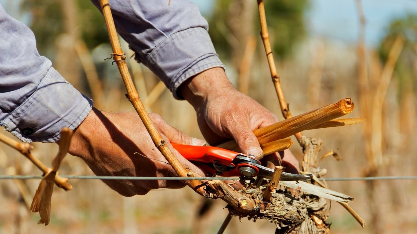 Pruning