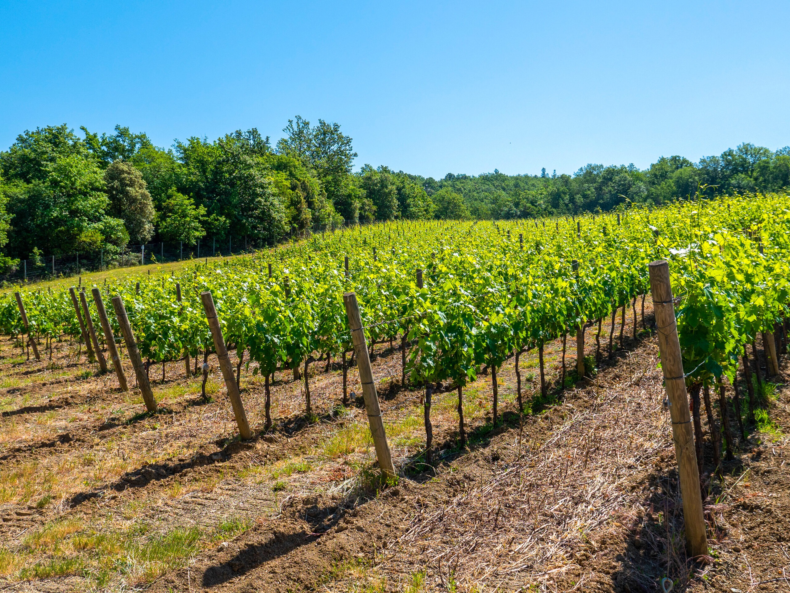 Trellising