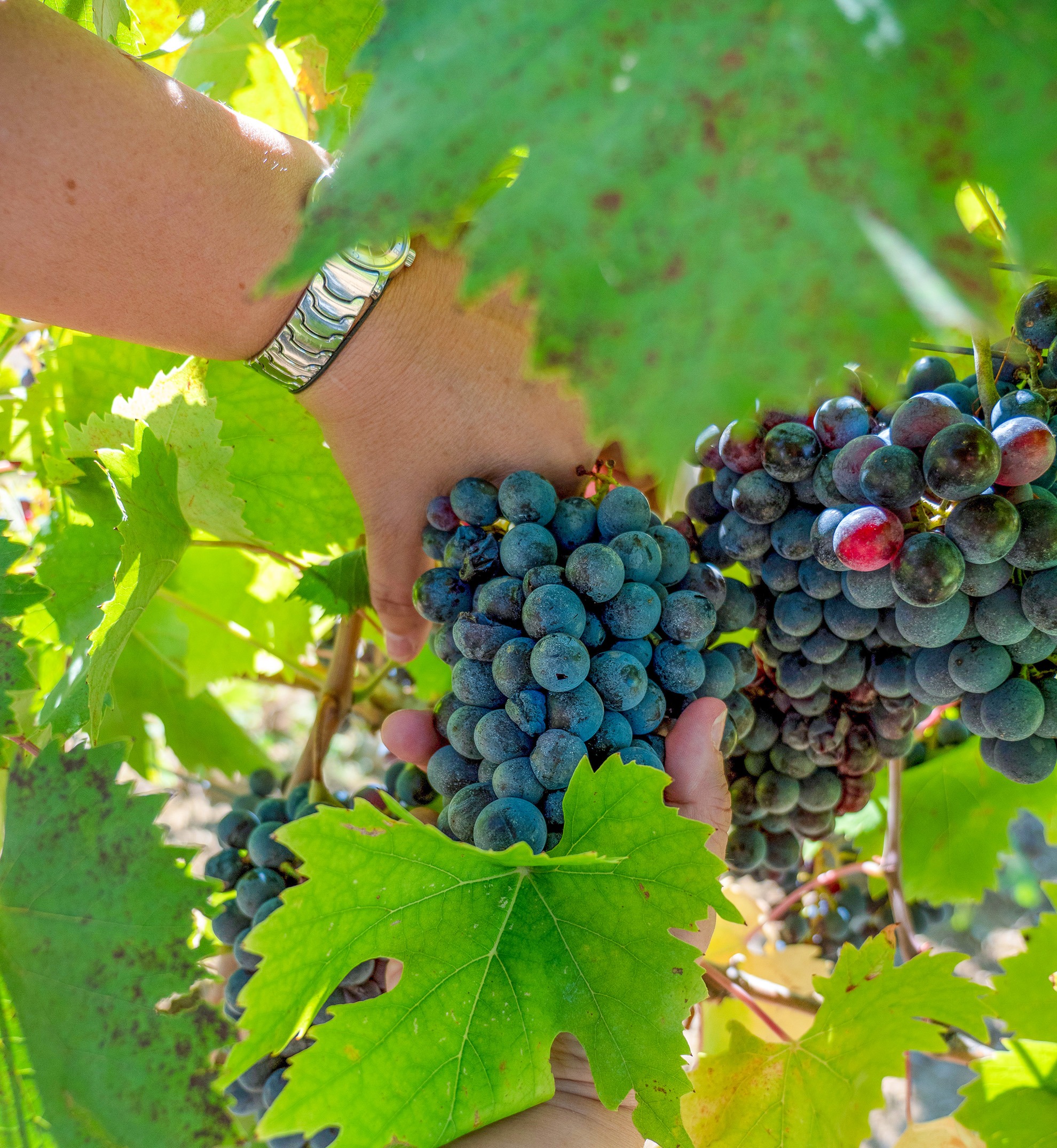 Ripening